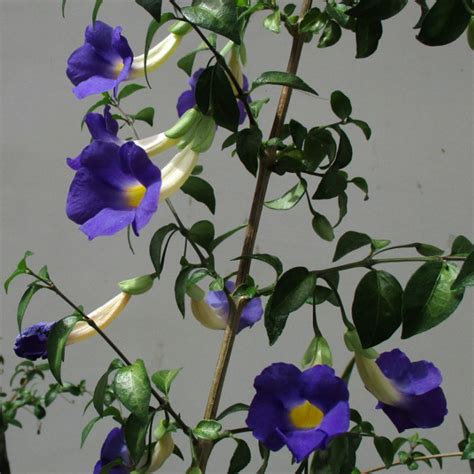 Thunbergia erecta - Queensland Gardening Pages (Brisbane & Qld)