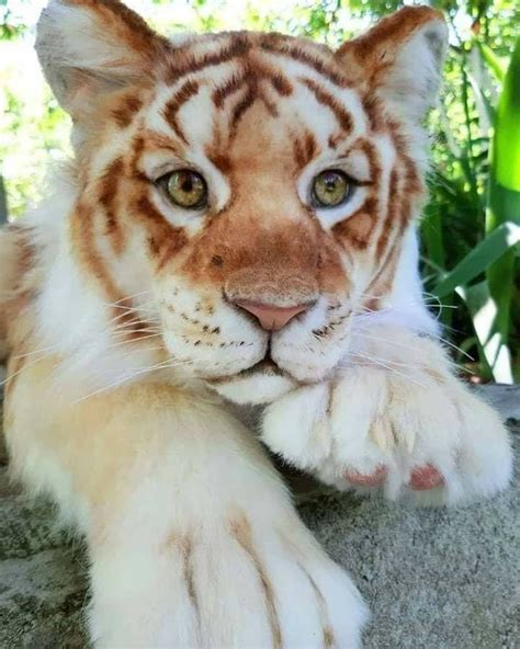 Beautiful Baby Tiger in 2020 | Animals, Wild cats, Animals beautiful