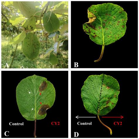 Kiwi Pests and Diseases: [Detection, Causes and Solutions] - Complete ...