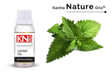 CATNIP OIL - KANHA NATURE OILS (Manufacturer of essential oils)