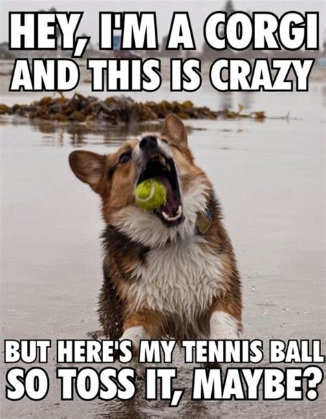 Corgi Crazy | Corgi, Corgi funny, Funny corgi pictures