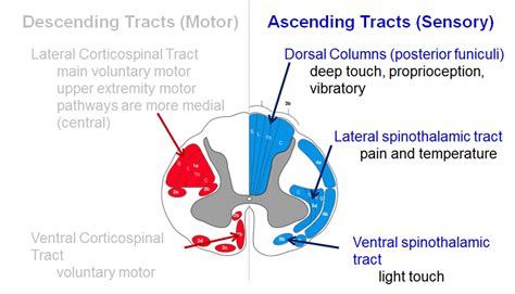 Spinal Cord Cross Section Tracts