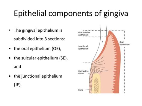 486 junctional epithelium