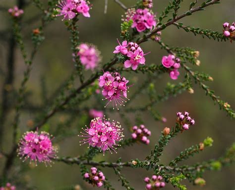 25 Beautiful Australian Wildflowers | Australian wildflowers ...