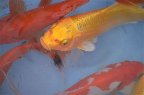 Goldfish Free Stock Photo - Public Domain Pictures