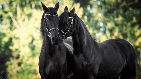 Black Friesian Horse Wallpapers - Top Free Black Friesian Horse ...