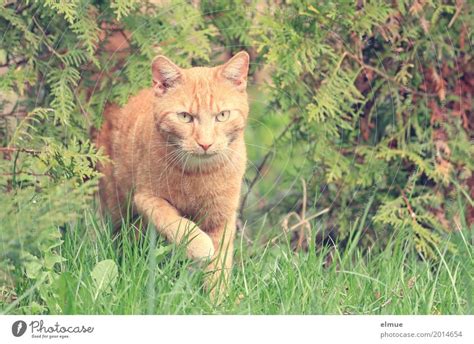 Appetite for birds Pet Cat - a Royalty Free Stock Photo from Photocase