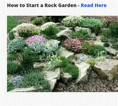 Shade Rock Garden Plants - Okejely Garden Plant