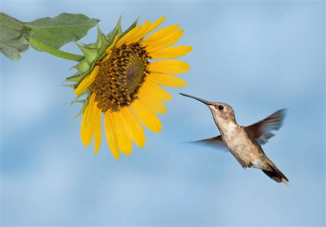 Hummingbird Moth vs Hummingbird: Spot the Differences Easily