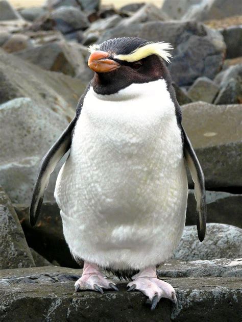 Eudyptes pachyrhynchus - Pingüino de Fiordland | Penguins, Crested penguin, Rockhopper penguin