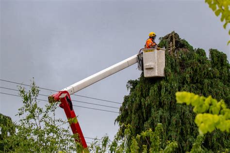 Tree Work Safety, Hazards, Procedures, Checklist and Manual – eSafety Manual - OSHA Safety Manuals