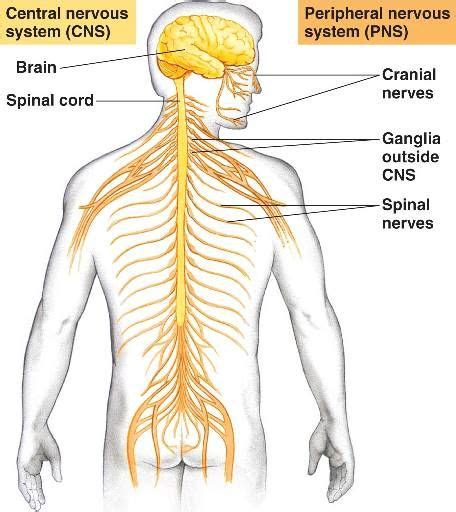 Nervous system diagram, Peripheral nervous system, Nervous system