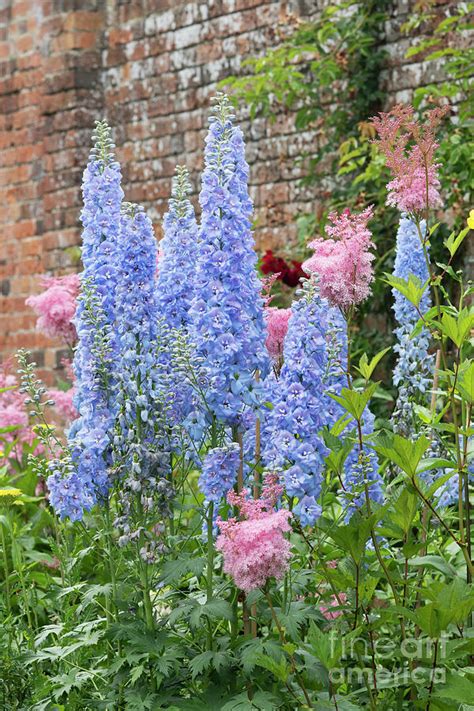 Light Blue Delphinium Flowers Photograph by Tim Gainey - Fine Art America