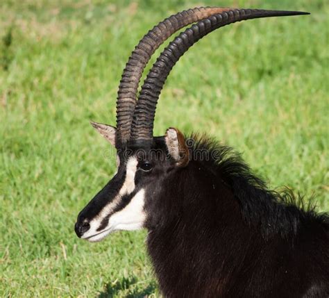 Sable antelope head stock image. Image of horns, hippotragus - 23767081