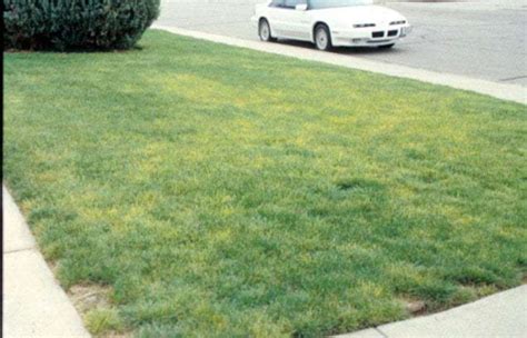 What is Iron Chlorosis in Lawns and How to Treat It