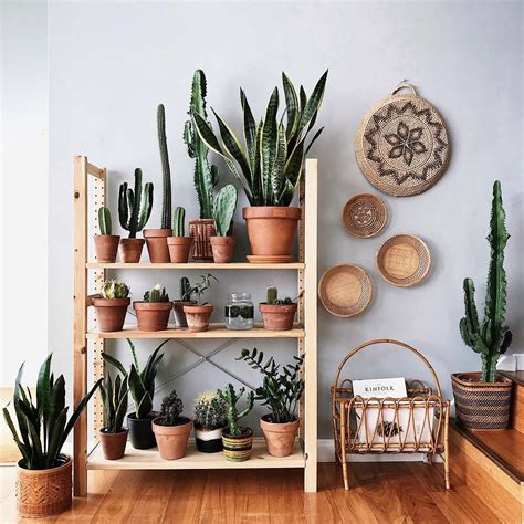 How To Display Indoor Plants Like a Pro – AFFORDABLY! | RARE AND WORTHY