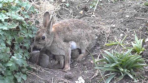 Newborn Wild Rabbits