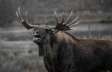 Yellowstone Wildlife Spotlight: Moose | Yellowstone Bear World