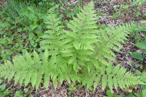 Fern - Hay-Scented (quart pot) - Midsummer Farm