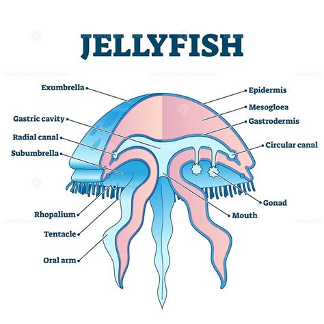 Jellyfish life cycle educational labeled diagram vector illustration - VectorMine