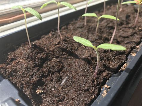 tomato seedlings - Planting up