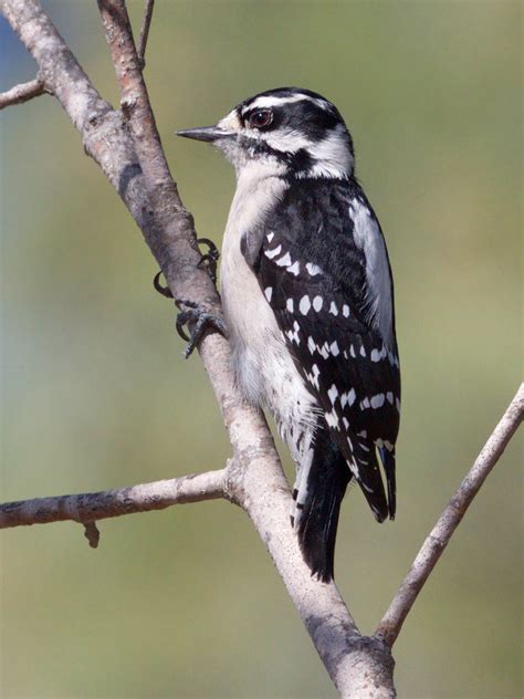 Downy Woodpecker | San Diego Bird Spot