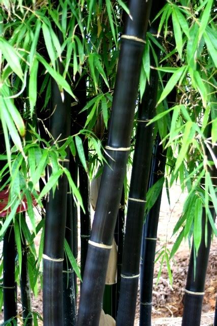 Running Black Bamboo | Jungle in Willunga