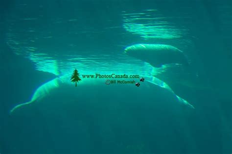 Alison Gallery: beluga whale habitat map