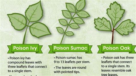 Difference Between Poison Ivy And Poison Oak Rash Pictures - the meta pictures