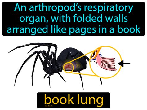 Book Lung Definition & Image | GameSmartz