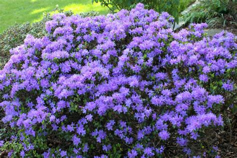 14 dwarf shrubs for the alpine garden - Alpine Garden Society