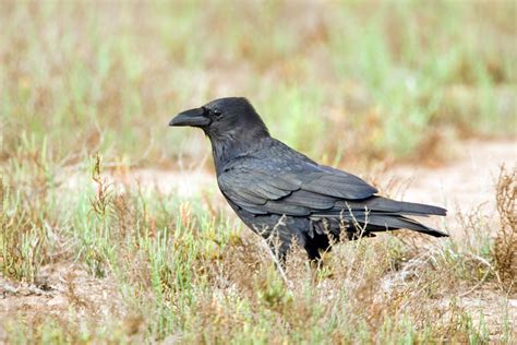 Chihuahuan Raven in 2024 | At swim two birds, American crow, Raven