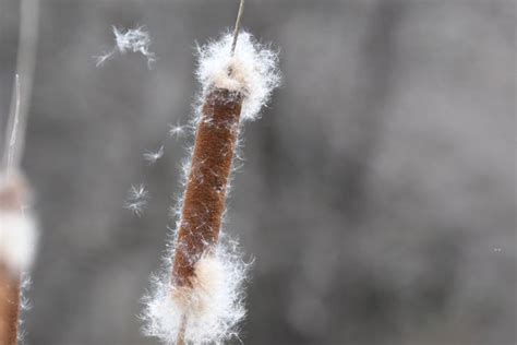 Cattail Seeds 10000 Seeds Common Cat Tail Seeds Free Shipping | Etsy