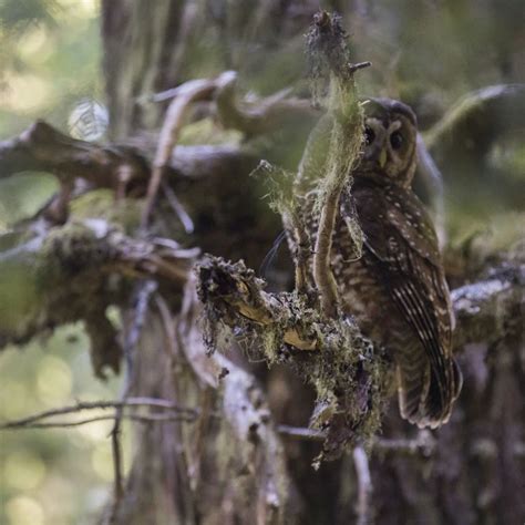 Northern spotted owl - Facts, Diet, Habitat & Pictures on Animalia.bio