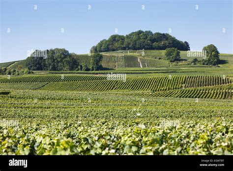 Vineyards on the Champagne Trail tourist route, Champagne, France ...