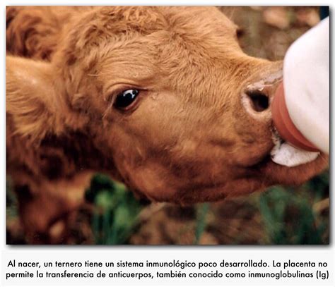 El calostro para el becerro Lechero - Ganaderia SOS: Solución Integral ...