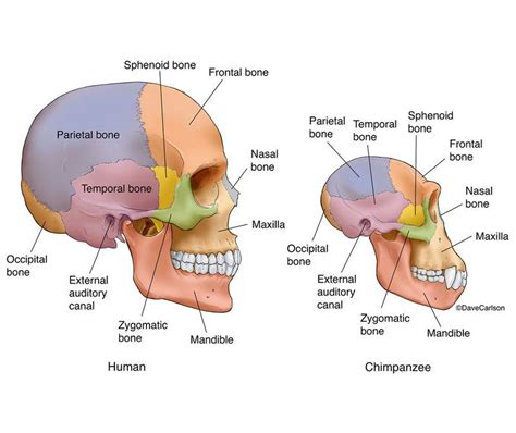 Evolution & Genetics | Carlson Stock Art | Evolution, Genetics, Theory of evolution