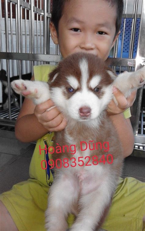 Chó Husky Con - 001 - Trại Chó Hoàng Dũng Củ Chi HCM