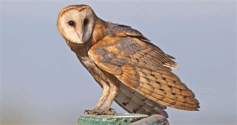 Ghostly pale and normally strictly nocturnal, Barn Owls are silent predators of the night world ...