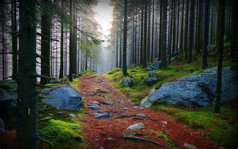 🔥 [40+] Forest Path Wallpapers | WallpaperSafari