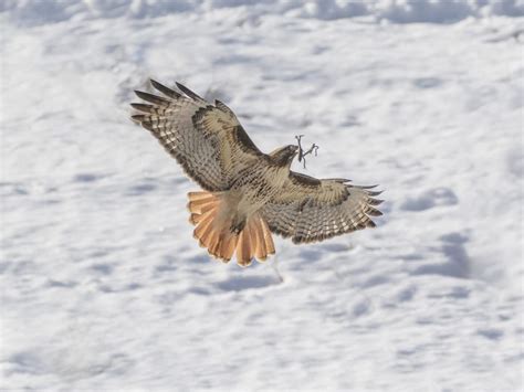 Red-tailed Hawk Nesting (Complete Guide) | Birdfact