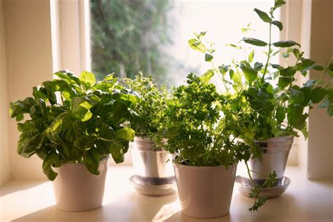 Best Herbs To Grow Indoors