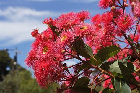 Corymbia ficifolia - Red Flowering Gum - Oz Trees - Native Plant Nursery