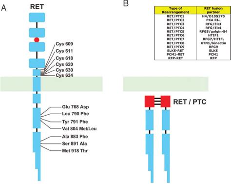 A, RET protein with the most common mutations in MEN2 syndromes. Other... | Download Scientific ...