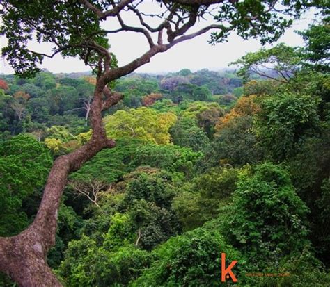 hutan hujan tropis dan satwa unik yang l | Kibarer Property