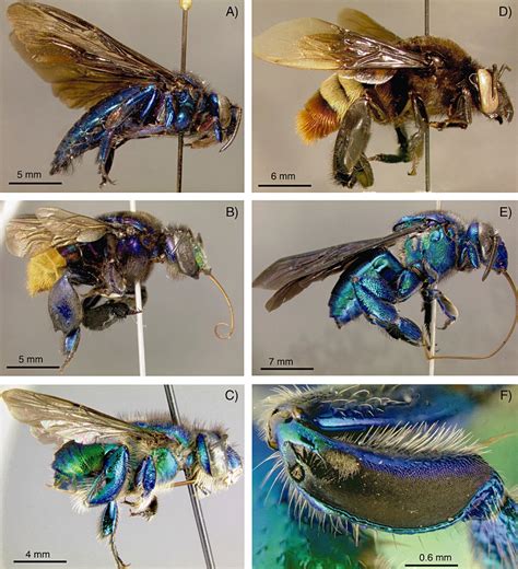 Representative species of each of the five orchid bee genera within the... | Download Scientific ...