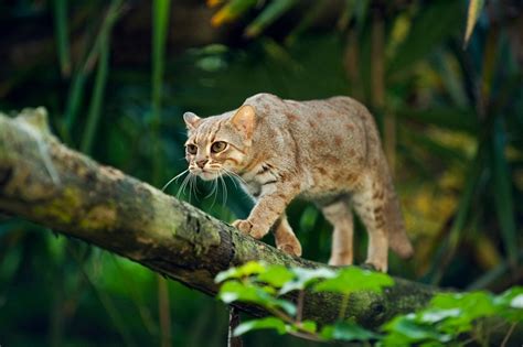 Wild Cats: The Rusty Spotted Cat – kimcampion.com