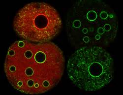 Detailing heterochromatin formation at the onset of life