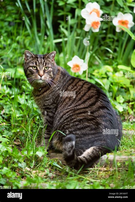 Cute tabby cat sitting on a step in a country cottage spring garden ...