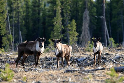 BC allows destruction of caribou habitat to the point of extinction: new report | Wilderness ...